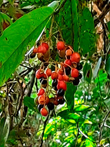 araguaia_105.jpg