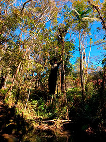 araguaia_170.jpg