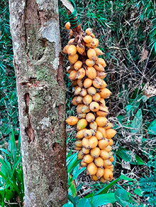 araguaia_185.jpg