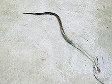 ashaninka_202.jpg