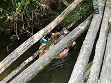 cg6_240.jpg