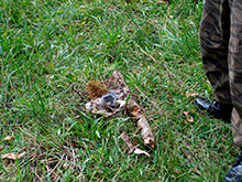 gato35.jpg