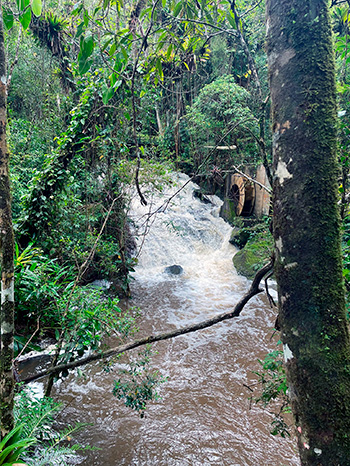 igarape_157.jpg