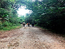 raposa_153.jpg