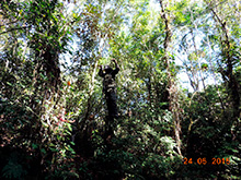 selva_extrema03.jpg
