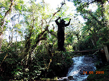 selva_extrema04.jpg