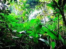 selva_extrema158.jpg