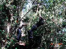 selva_extrema23.jpg