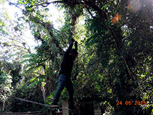 selva_extrema40.jpg