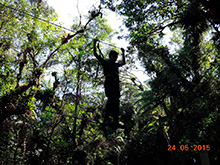 selva_extrema48.jpg