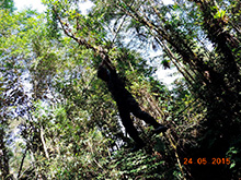 selva_extrema55.jpg