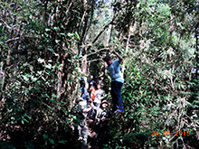 selva_extrema86.jpg