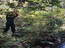 uirapuru135.jpg