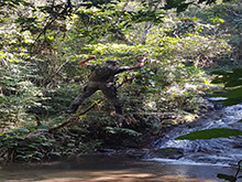 uirapuru78.jpg