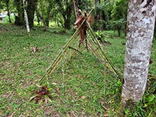 umariacu_120.jpg