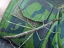 umariacu_241.jpg