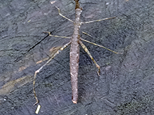 umariacu_260.jpg