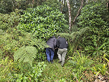 yaguarete_005.jpg