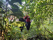 yaguarete_070.jpg