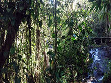 yanomami_240.jpg