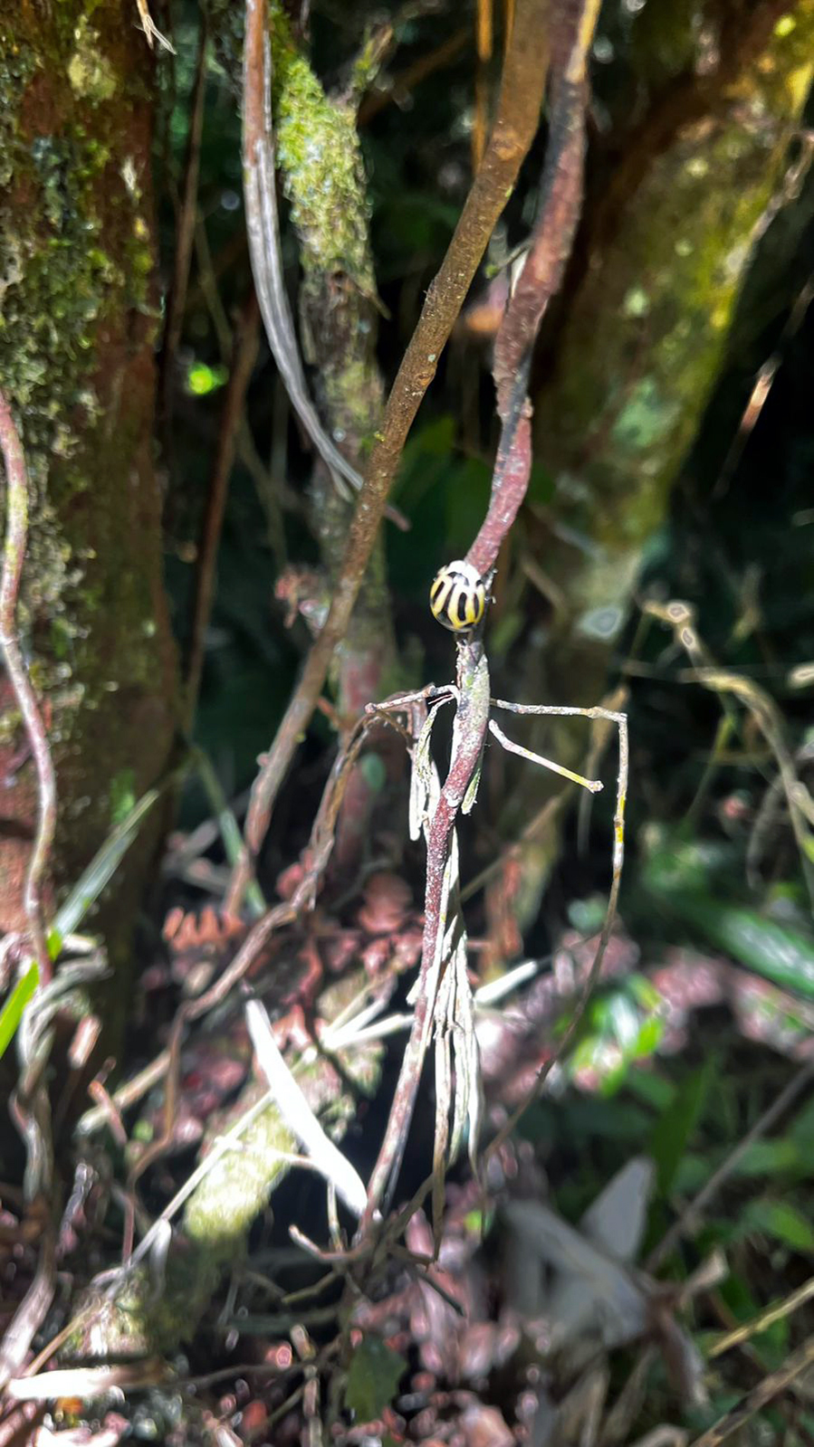 yanomami_366.jpg